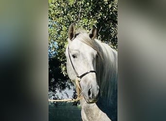 PRE Mix, Hengst, 4 Jahre, 161 cm, Apfelschimmel