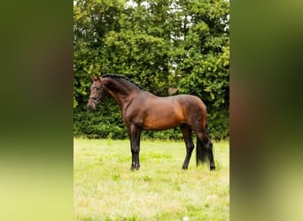 PRE Mix, Hengst, 4 Jahre, 161 cm, Brauner