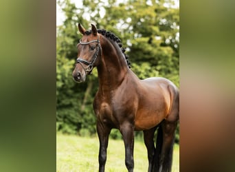 PRE Mix, Hengst, 4 Jahre, 161 cm, Brauner