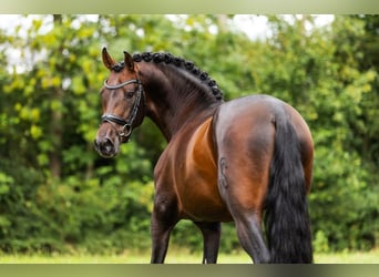 PRE Mix, Hengst, 4 Jahre, 161 cm, Brauner