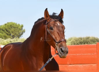 PRE, Hengst, 4 Jahre, 161 cm, Brauner