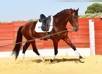 PRE, Hengst, 4 Jahre, 161 cm, Brauner