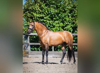 PRE Mix, Hengst, 4 Jahre, 161 cm, Buckskin