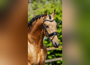 PRE Mix, Hengst, 4 Jahre, 161 cm, Buckskin
