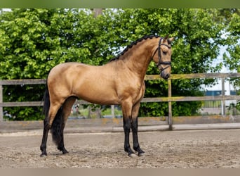 PRE Mix, Hengst, 4 Jahre, 161 cm, Buckskin