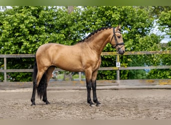 PRE Mix, Hengst, 4 Jahre, 161 cm, Buckskin