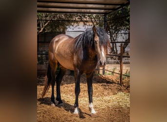 PRE, Hengst, 4 Jahre, 161 cm, Buckskin