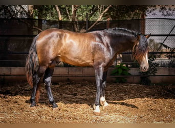 PRE, Hengst, 4 Jahre, 161 cm, Buckskin