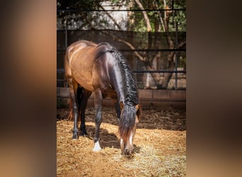 PRE, Hengst, 4 Jahre, 161 cm, Buckskin