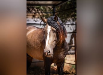 PRE, Hengst, 4 Jahre, 161 cm, Buckskin