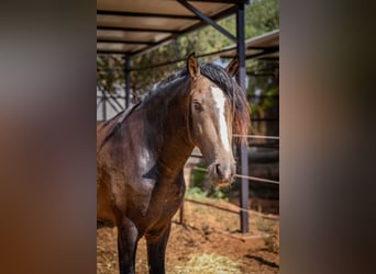 PRE, Hengst, 4 Jahre, 161 cm, Buckskin