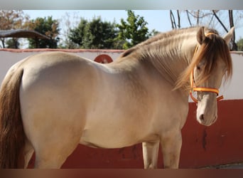 PRE Mix, Hengst, 4 Jahre, 161 cm, Champagne