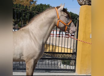 PRE Mix, Hengst, 4 Jahre, 161 cm, Champagne