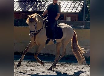 PRE Mix, Hengst, 4 Jahre, 161 cm, Champagne