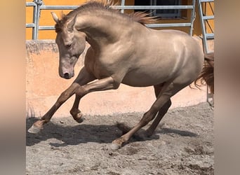 PRE Mix, Hengst, 4 Jahre, 161 cm, Champagne