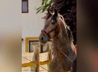 PRE, Hengst, 4 Jahre, 161 cm, Kann Schimmel werden