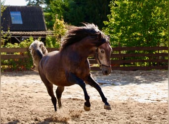 PRE, Hengst, 4 Jahre, 161 cm, Kann Schimmel werden
