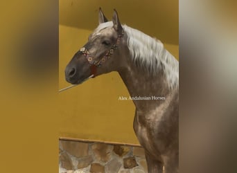 PRE Mix, Hengst, 4 Jahre, 161 cm, Palomino
