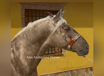 PRE Mix, Hengst, 4 Jahre, 161 cm, Palomino