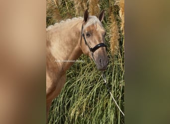 PRE Mix, Hengst, 4 Jahre, 161 cm, Palomino