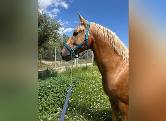 PRE, Hengst, 4 Jahre, 161 cm, Palomino