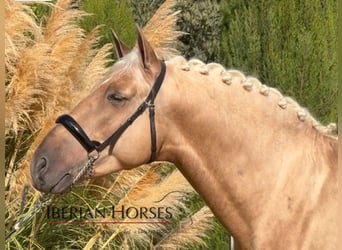 PRE Mix, Hengst, 4 Jahre, 161 cm, Palomino