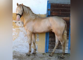 PRE Mix, Hengst, 4 Jahre, 161 cm, Perlino