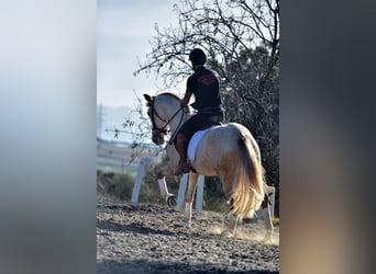 PRE Mix, Hengst, 4 Jahre, 161 cm, Schimmel