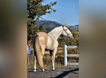 PRE Mix, Hengst, 4 Jahre, 161 cm, Schimmel