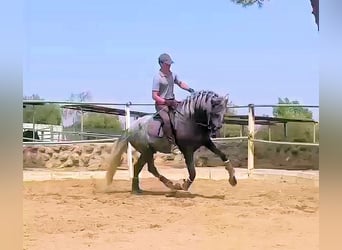 PRE, Hengst, 4 Jahre, 161 cm, Schimmel