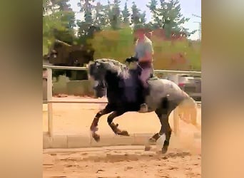 PRE, Hengst, 4 Jahre, 161 cm, Schimmel