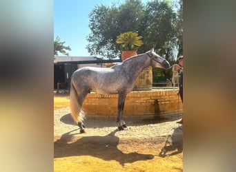 PRE, Hengst, 4 Jahre, 161 cm, Schimmel