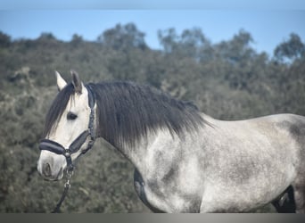 PRE, Hengst, 4 Jahre, 162 cm, Apfelschimmel