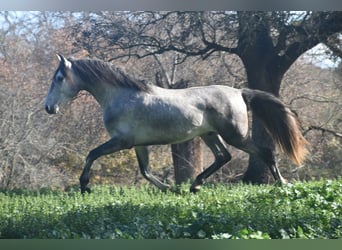 PRE Mix, Hengst, 4 Jahre, 162 cm, Apfelschimmel