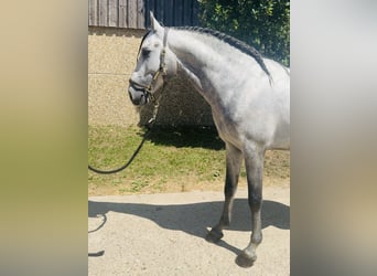 PRE Mix, Hengst, 4 Jahre, 162 cm, Apfelschimmel