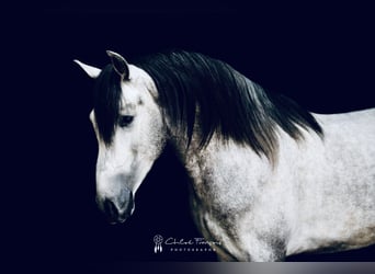PRE Mix, Hengst, 4 Jahre, 162 cm, Apfelschimmel