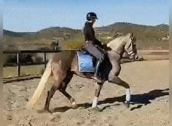PRE Mix, Hengst, 4 Jahre, 162 cm, Apfelschimmel