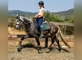 PRE Mix, Hengst, 4 Jahre, 162 cm, Apfelschimmel