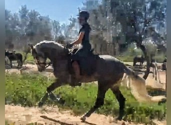 PRE Mix, Hengst, 4 Jahre, 162 cm, Apfelschimmel