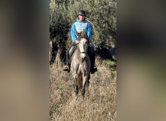 PRE, Hengst, 4 Jahre, 162 cm, Apfelschimmel