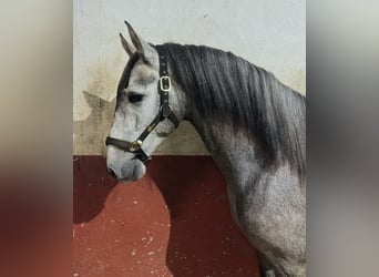PRE, Hengst, 4 Jahre, 162 cm, Apfelschimmel