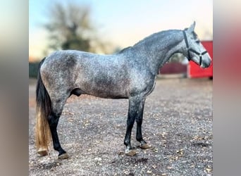 PRE, Hengst, 4 Jahre, 162 cm, Apfelschimmel