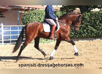PRE Mix, Hengst, 4 Jahre, 162 cm, Brauner