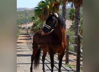 PRE Mix, Hengst, 4 Jahre, 162 cm, Brauner
