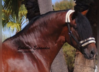 PRE Mix, Hengst, 4 Jahre, 162 cm, Brauner