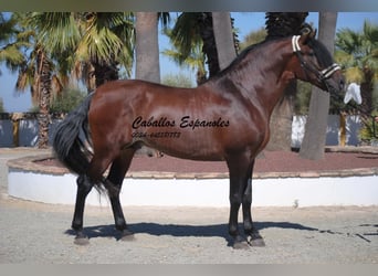 PRE Mix, Hengst, 4 Jahre, 162 cm, Brauner