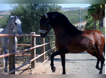 PRE Mix, Hengst, 4 Jahre, 162 cm, Brauner