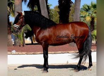 PRE Mix, Hengst, 4 Jahre, 162 cm, Brauner