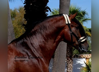 PRE Mix, Hengst, 4 Jahre, 162 cm, Brauner