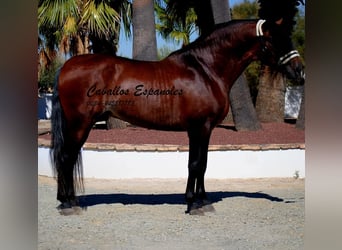 PRE Mix, Hengst, 4 Jahre, 162 cm, Brauner